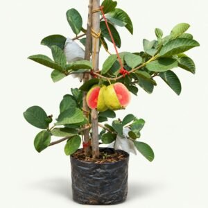 Grafted Red King Guava Plant